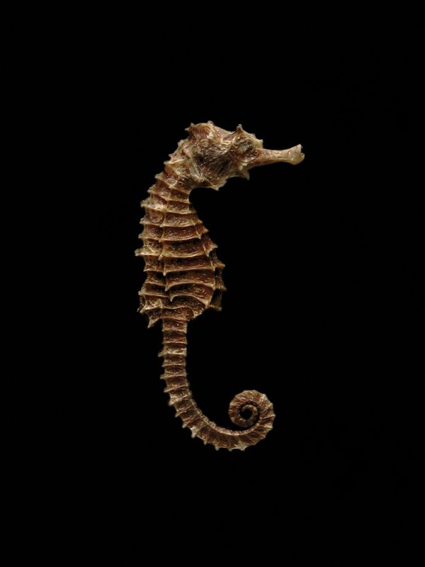 Seahorse